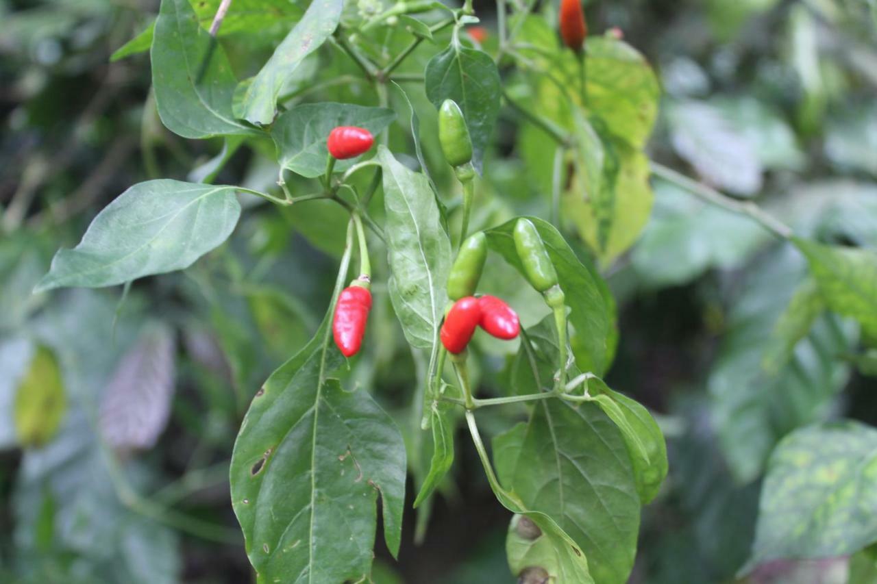 Whistling Woods Farm Stay Kushālnagar Exterior foto
