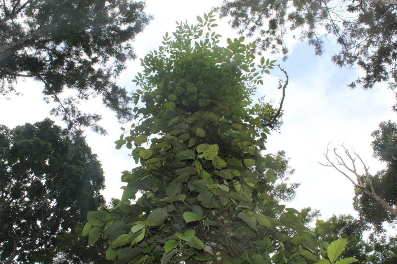 Whistling Woods Farm Stay Kushālnagar Exterior foto